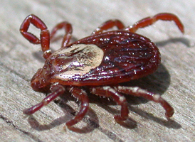 American Dog Tick